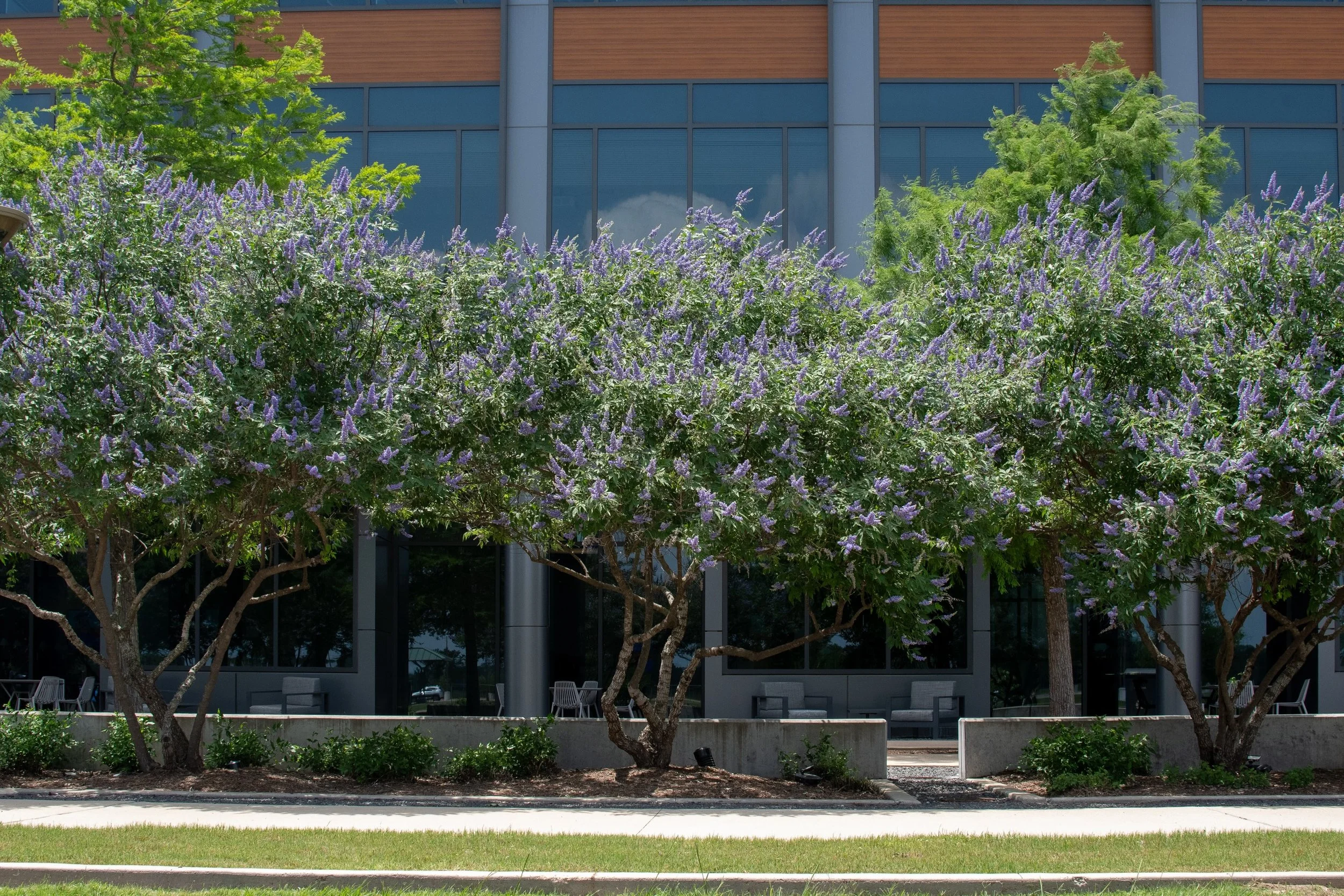 Beautiful blooming Vitex trees putting on a show! 💜🌿🪻🌳

Fun fact: Vitex trees are extremely drought tolerant once established, making them a great choice for thriving through the Texas heat while still producing stunning blooms! ☀️

#CollegeStati